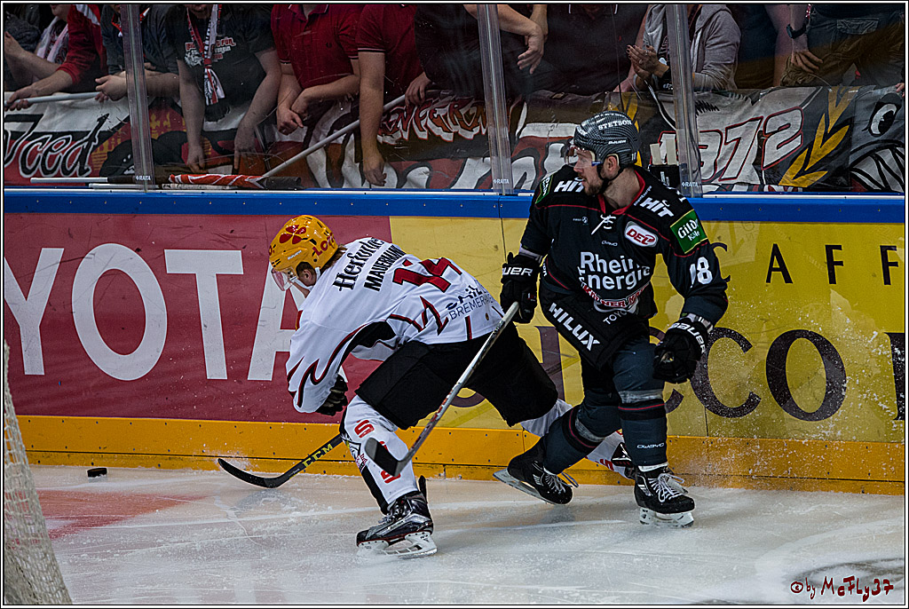 Koelner Haie - Pinguins Bremerhaven, 25.10.2016